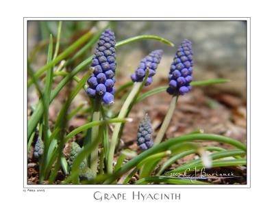 13Apr05 Grape Hyacinth