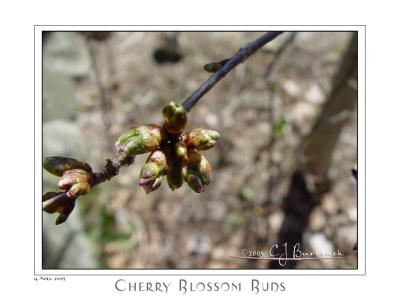 14Apr05 Cherry Blossom Buds