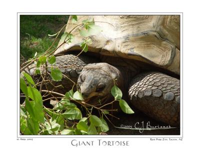 16Apr05 Giant Tortoise