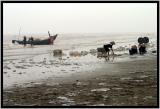 Jelly Fish on Hai Thinh