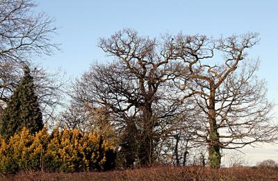 Winter, Cheshire