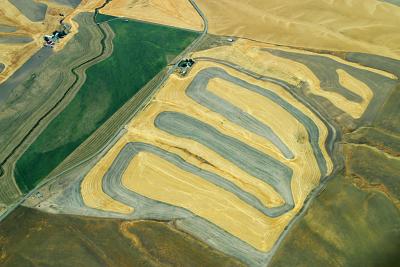 Wheat fields, Idaho