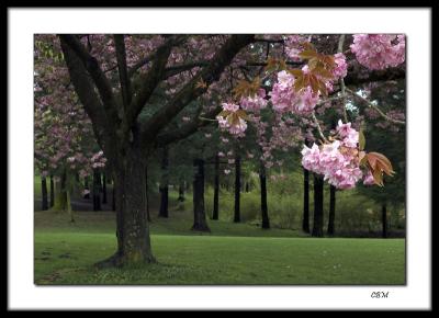 Blossom Tree