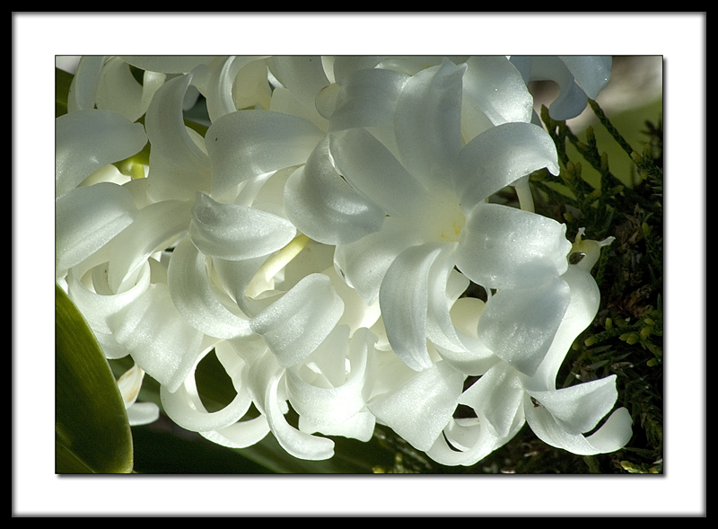 Lillies net.jpg