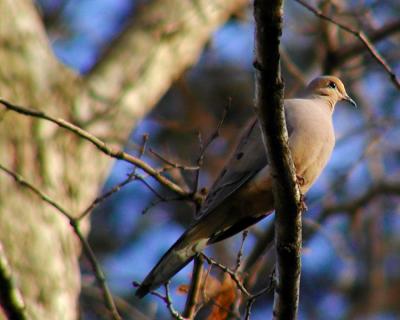 Dove?