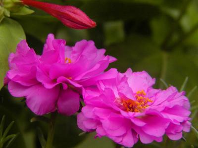 Portulacca