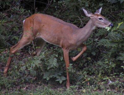 Colonial Parkway Scenes