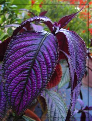 Purple Passion