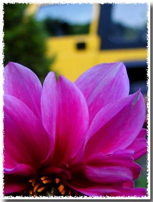 Dahlia Jeepers