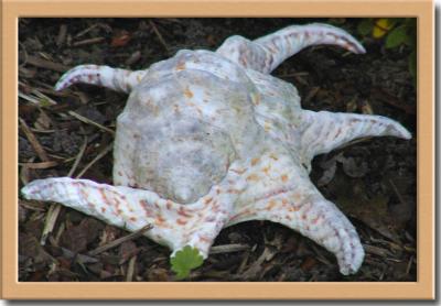 Shell Crab