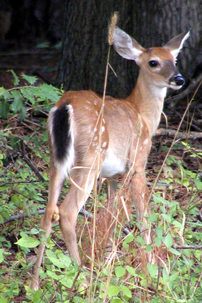 Fawn looks right.