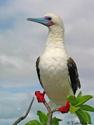  Red-footed-Booby