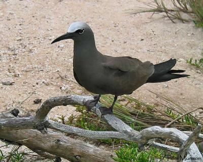 Brown-Noddy