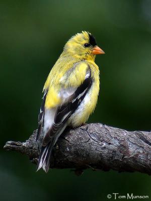 American-Goldfinch