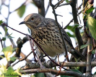  Sage Thrasher