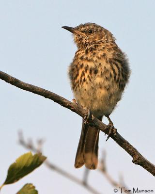  Sage-Thrasher  (juv)