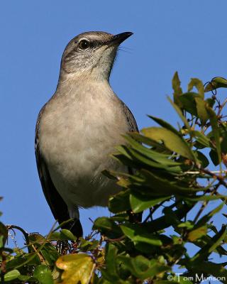  Northern-Mockingbird