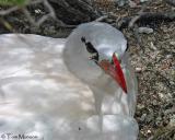  Red-tailed Tropicbird