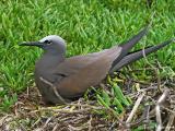  Brown-Noddy