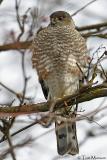  Sharp-shinned-Hawk