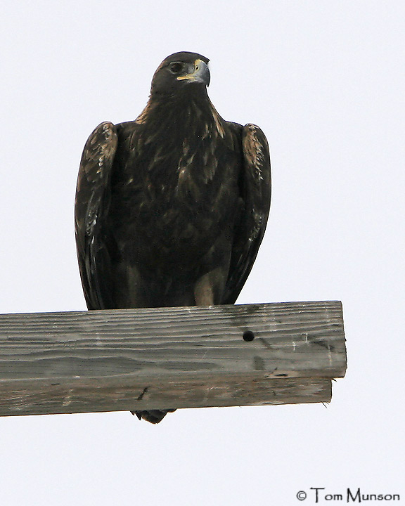 Golden Eagles