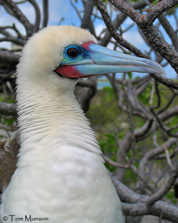  Red-footed-Booby