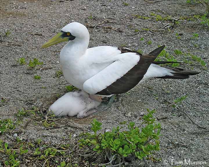  Masked-Booby