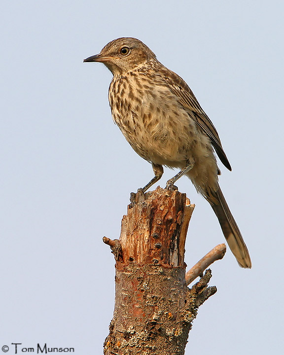  Sage Thrasher