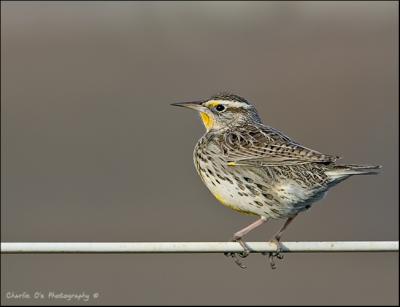 Western Meadowlark...