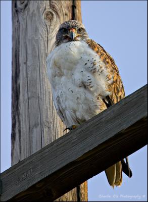 Ferruginous Hawk...