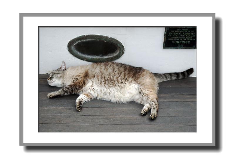 In Camden, the schooner fleet is in and we find this schooner cat, Robbie, lounging on a foggy day.