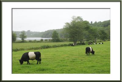 Then on the way home we stop at the farm where White Belted Galloways 'grow.' Michaele says we should call them Maine Zebras.