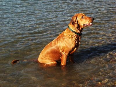 The swimmer