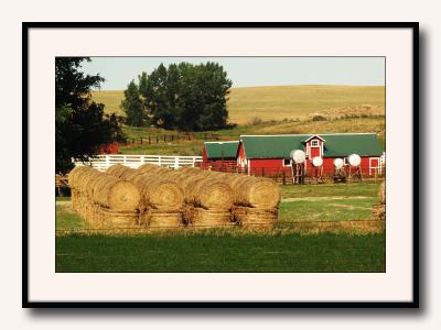 Montana Red