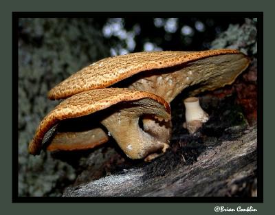 Backyard Fungus