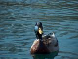 close-up duck