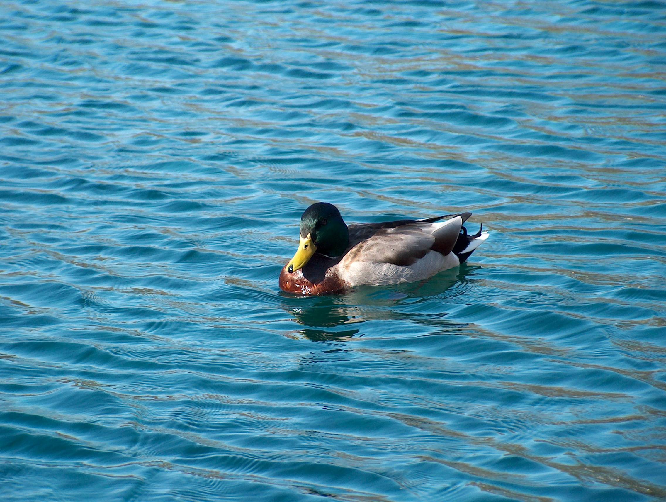 duck