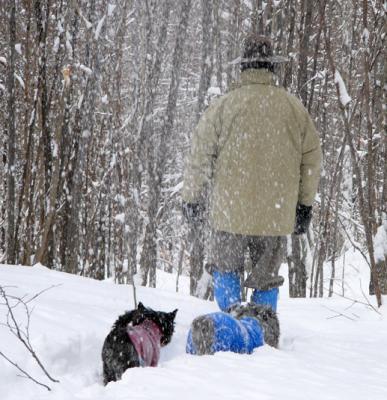 Cairn Terrier and Glen of Imaal Terrier-Vermont Snowstorm Jan. 2005