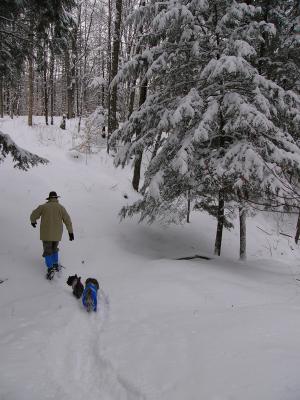 Cairn Terrier and Glen of Imaal Terrier-Vermont Snowstorm Jan. 2005