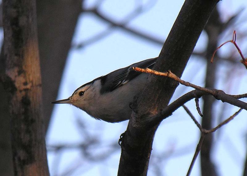 White-breasted Nuthatch - 2