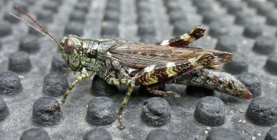Pinetree Spurthroated Grasshopper - Melanoplus punctulatus - side