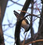 White-breasted Nuthatch-3