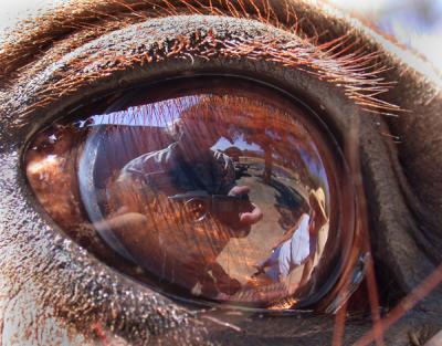 Horse-Eye.jpg