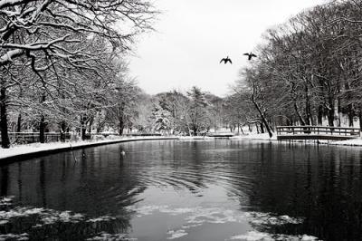 * Geese in Winter