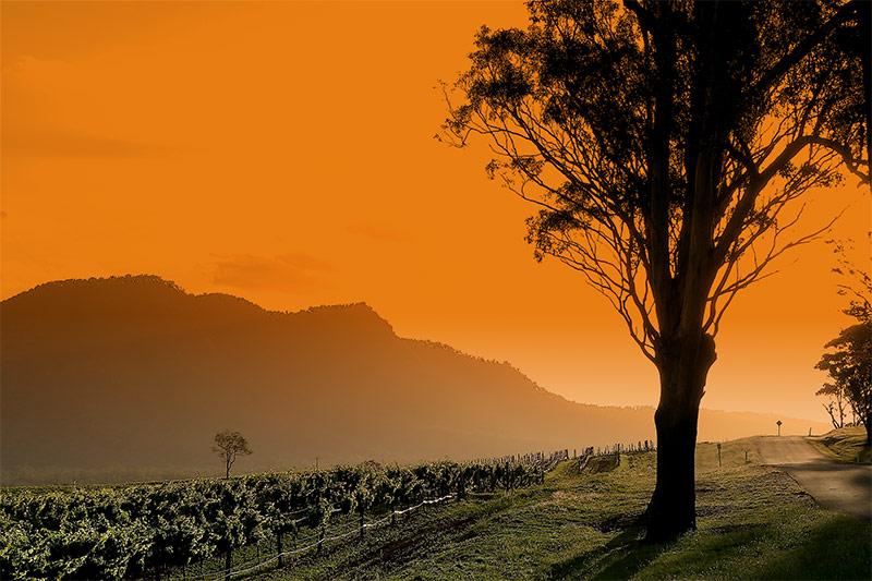 <b>Vineyards of Fire</b>