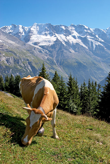 Cowscape? *