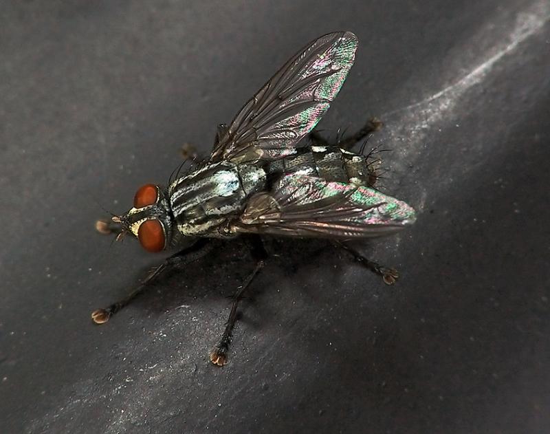 The Fly