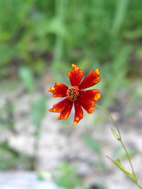 Tiny Flower.jpg