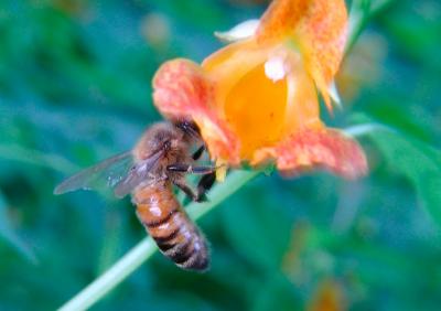 Bee
