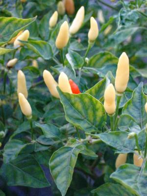 Chilli Padi